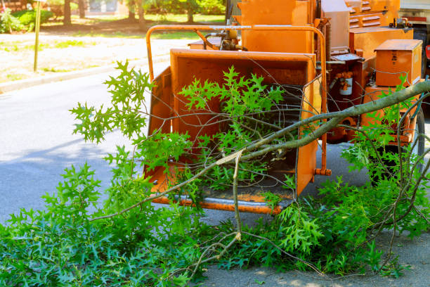 Best Dead Tree Removal  in Dothan, AL